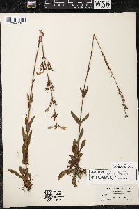 Sanicula marilandica image