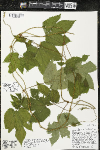 Humulus lupulus var. lupuloides image