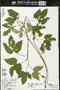 Humulus lupulus var. lupuloides image