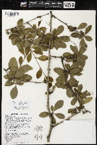 Berberis vulgaris image