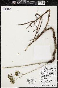 Aralia nudicaulis image