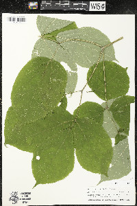 Aralia nudicaulis image