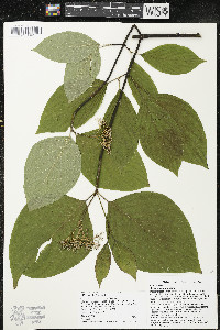 Cornus rugosa image