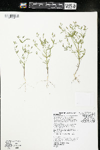 Polygala verticillata var. isocycla image