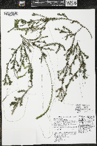 Elodea canadensis image