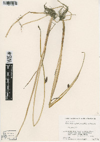 Bolboschoenus planiculmis image
