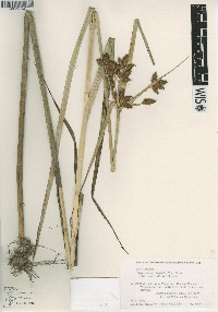 Bolboschoenus yagara image