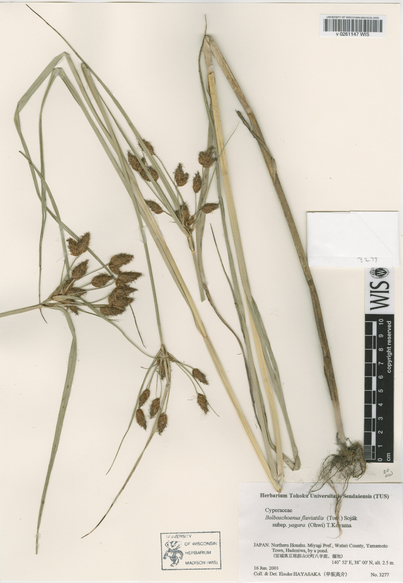 Bolboschoenus yagara image