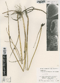 Bolboschoenus planiculmis image