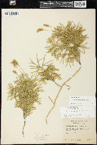 Diphasiastrum x zeilleri image