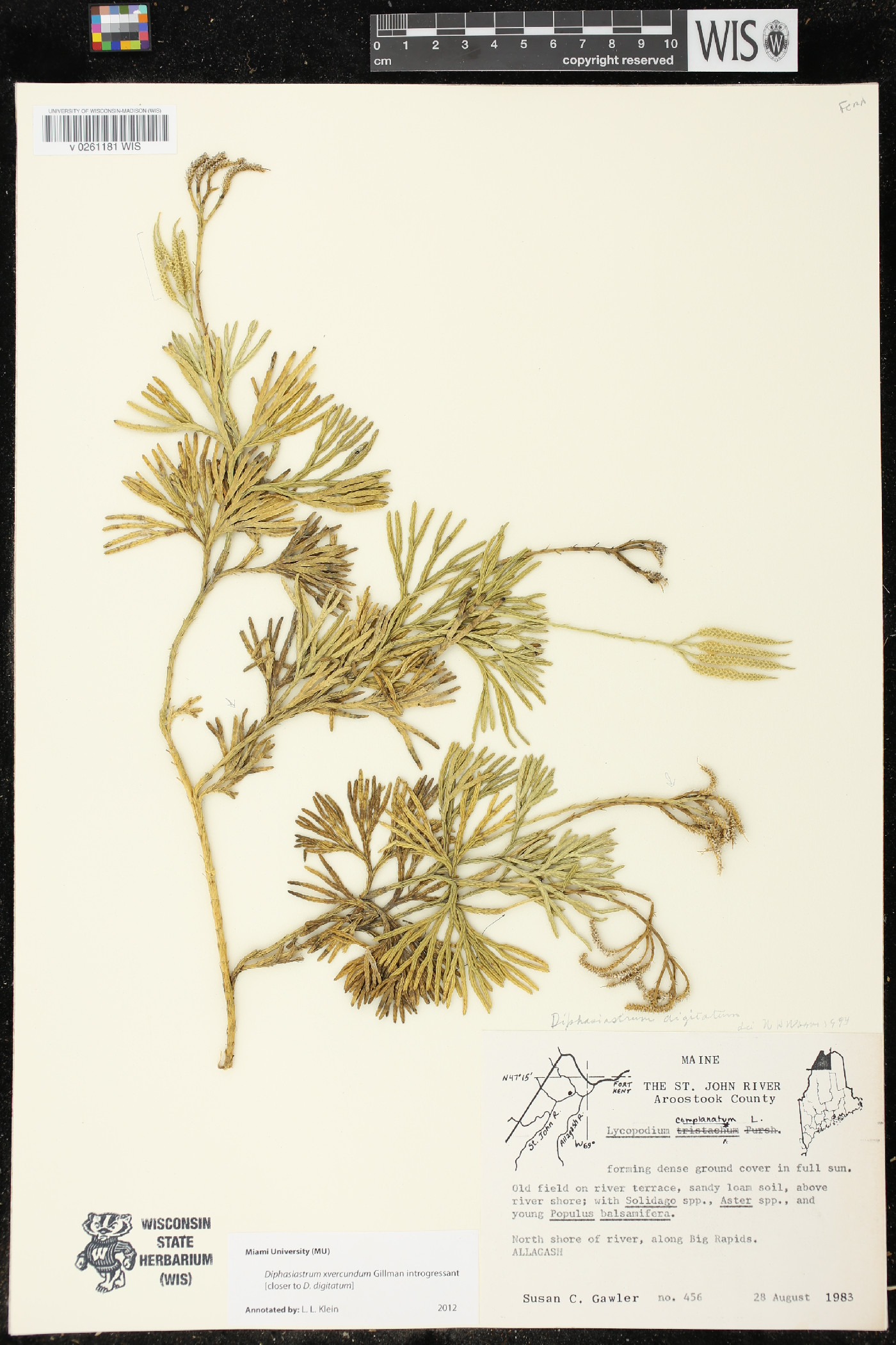 Diphasiastrum x verecundum image