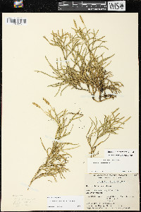 Diphasiastrum complanatum image