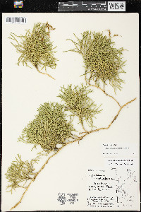 Diphasiastrum complanatum image