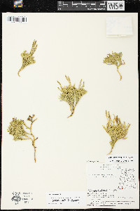 Diphasiastrum complanatum image