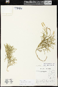 Diphasiastrum complanatum image