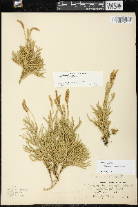 Diphasiastrum complanatum image