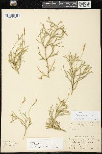 Diphasiastrum complanatum image