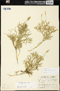 Diphasiastrum complanatum image