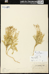 Diphasiastrum complanatum image