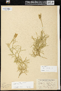 Diphasiastrum x verecundum image