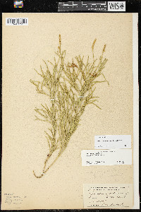 Diphasiastrum complanatum image