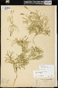 Diphasiastrum complanatum image