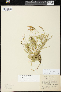 Diphasiastrum complanatum image