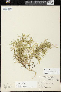 Diphasiastrum complanatum image