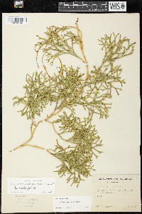 Diphasiastrum x verecundum image