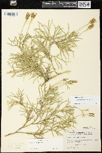 Diphasiastrum x verecundum image