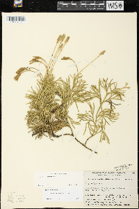 Diphasiastrum x verecundum image