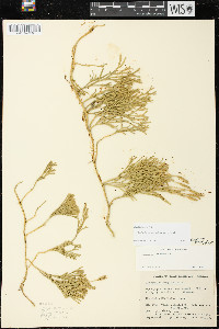 Diphasiastrum complanatum image