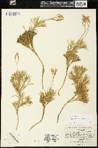 Diphasiastrum tristachyum image