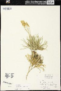 Diphasiastrum tristachyum image