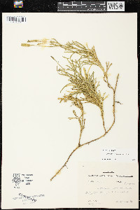 Diphasiastrum complanatum image