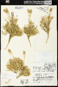 Diphasiastrum tristachyum image