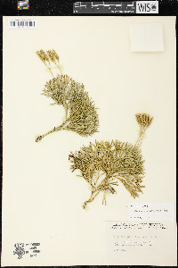 Diphasiastrum tristachyum image