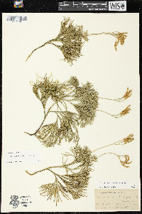 Diphasiastrum tristachyum image