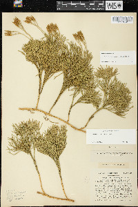 Diphasiastrum tristachyum image