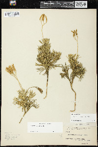 Diphasiastrum tristachyum image