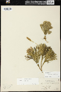 Diphasiastrum tristachyum image