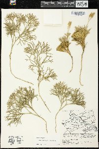 Diphasiastrum tristachyum image