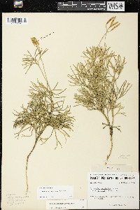 Diphasiastrum tristachyum image
