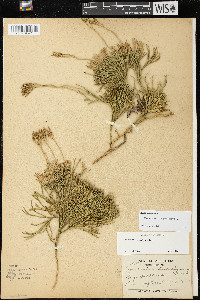 Diphasiastrum tristachyum image