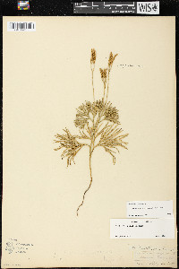 Diphasiastrum tristachyum image