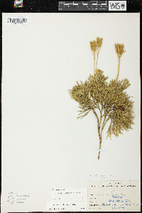 Diphasiastrum tristachyum image