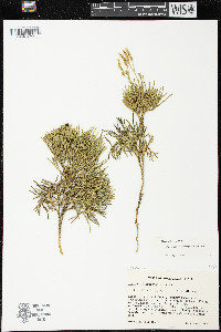 Diphasiastrum tristachyum image