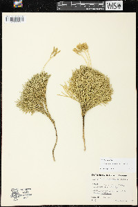 Diphasiastrum tristachyum image