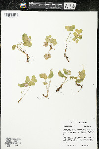 Oxalis montana image