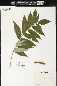 Rhus typhina image